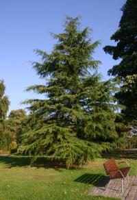 Cedrus deodara (Cedro llorón, cedro del Himalaya)