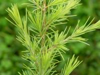 Cedrus deodara (Cedro llorón, cedro del Himalaya)