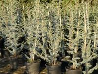 Cedrus atlantica "Glauca"