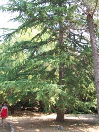 Cedrus deodara (Cedro llorón, cedro del Himalaya)