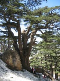 Cedrus libani (Cedro del Líbano)