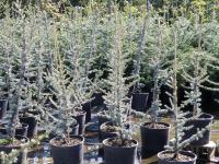 Cedrus atlantica "Glauca"