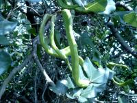 Ceratonia siliqua (Algarrobo, garrofero)
