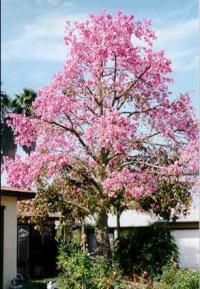 Chorisia speciosa (Chorisia, Árbol botella, Palo borracho)