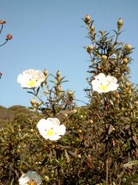 Cistus ladanifer (Jara pringosa)