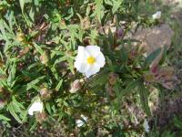 Cistus monspeliensis (Estepa negra)