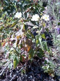 Cistus populifolius (Jara macho)