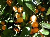 Citrus reticulata (Mandarino)
