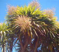 Cordyline australis (Árbol Col)