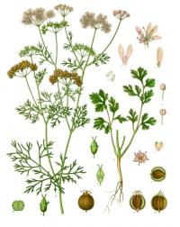 Coriandrum sativum (Cilantro)