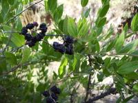 Coriaria myrtifolia (Emborrachacabras)