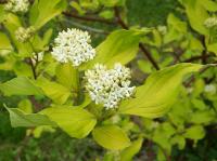 Cornus alba (Corno Siberiano)