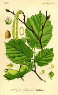 Corylus avellana (Avellano)