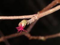 Corylus avellana (Avellano)