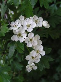 Crataegus monogyna (Majuelo, espino blanco o albar)