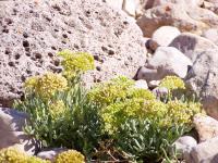 Crithmum maritimum (Perejil marino)