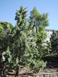 Cupressus arizonica (Ciprés de Arizona)