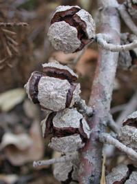 Cupressus arizonica (Ciprés de Arizona)