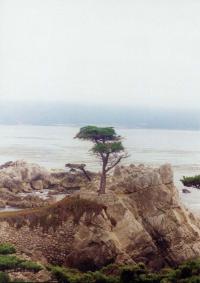 Cupressus macrocarpa (Ciprés de California)