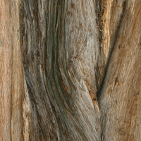 Cupressus sempervirens (Ciprés piramidal)