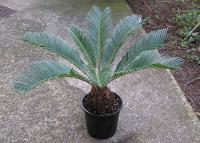 Cycas revoluta (Falsa palmera) Cycas revoluta (Falsa palmera)
