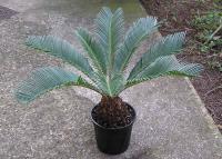 Cycas revoluta (Falsa palmera)