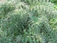 Cynara cardunculus