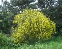 Cytisus scoparius (Retama negra)