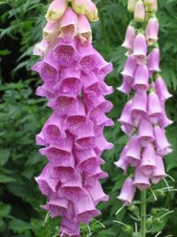 Digitalis purpurea (Dedalera)