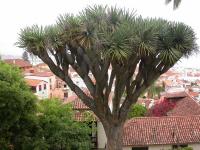 Dracaena draco (Drago de Canarias)