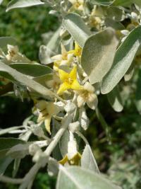 Elaeagnus angustifolia (Paraiso)