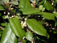 Elaeagnus x ebbingei