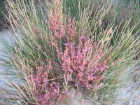 Ephedra fragilis (Efedra)