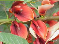 Erythrina crista-galli (Árbol coral)