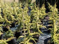Cedrus deodara Aurea