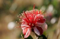 Feijoa sellowiana