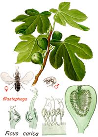 Ficus carica (Higuera común)