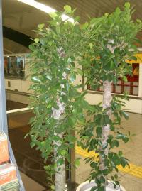 Ficus microcarpa (Laurel de Indias)