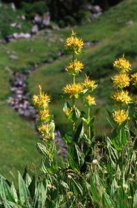 Gentiana lutea (Genciana amarilla)