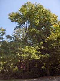 Gleditsia triacanthos (Acacia de tres espinas)