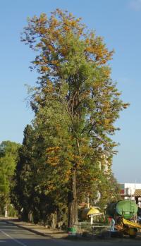 Grevillea robusta (Roble australiano, pino de oro)