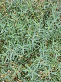 Gypsophila repens