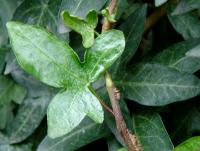 Hedera helix (Hiedra)