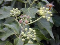 Hedera helix (Hiedra)