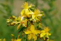 Hypericum perforatum (Hierba de San Juan)