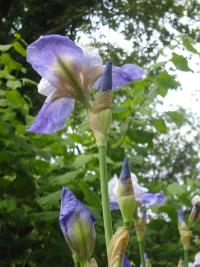 Iris germanica