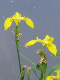 Iris pseudacorus (Lirio amarillo)