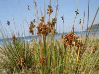 Juncus acutus (Junco espinoso)