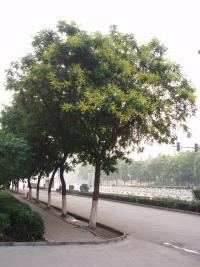 Koelreuteria paniculata (Jabonero de China, árbol de los farolitos)