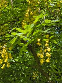 Laburnum anagyroides (Lluvia de oro)